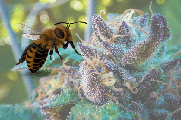 Bees and cannabis
